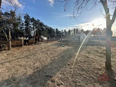 Természetközeli nyugodt élet Délegyházán – 8. kép